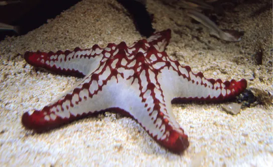 Photo shows a white sea star with red bumps along the tops and tips of its arms.