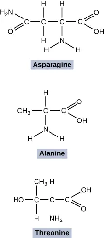 Three molecules are shown. The first molecule is labeled Aspara gine and shows an H 2 N molecule connected to a C atom with a single line and an O atom attached to the same C atom with a double line. The C atom is connected to three successive C atoms. The first C atom is attached to 2 H atoms with single lines, the second C atom is attached to an H atom with single line and an N atom with single line attached to 2 H atoms with single lines. The last C atom is attached to an O atom with double lines and an O H atom with single line. The second molecule is labeled Ala nine and shows a C H 3 molecule bound by a single line to a C molecule. The C molecule is bound to an H molecule with a single line, a C molecule bound with a double line to an O atom and an O H molecule bound by a single line. The first C atom is bound by a single  line to an N atom with single line attached to 2 H atoms with single lines.