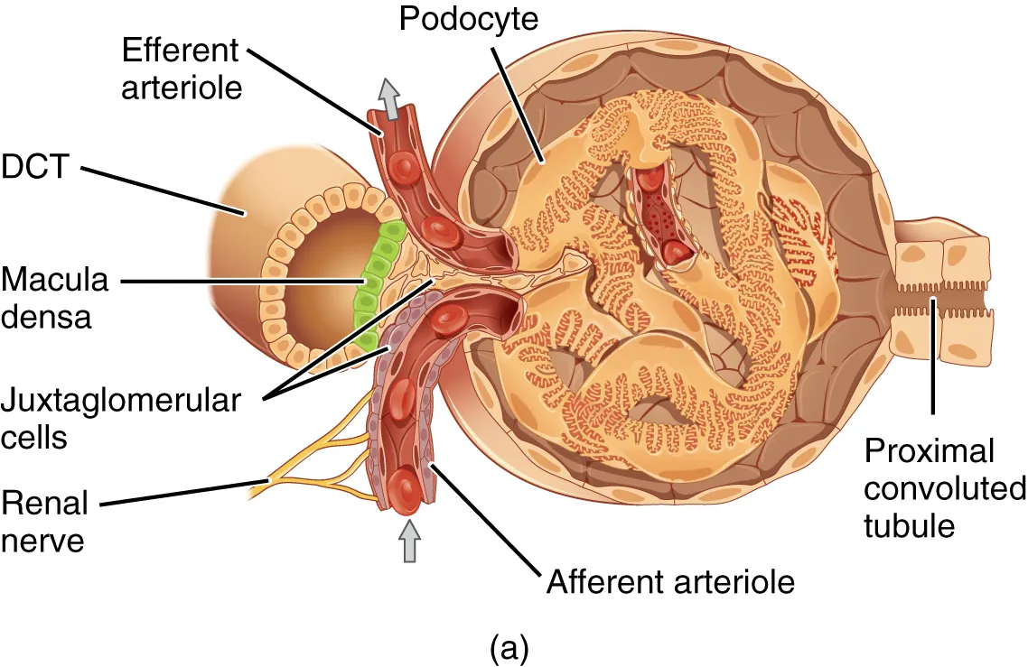 The top panel of this image shows the cross section of the juxtaglomerular apparatus. The major parts are labeled.
