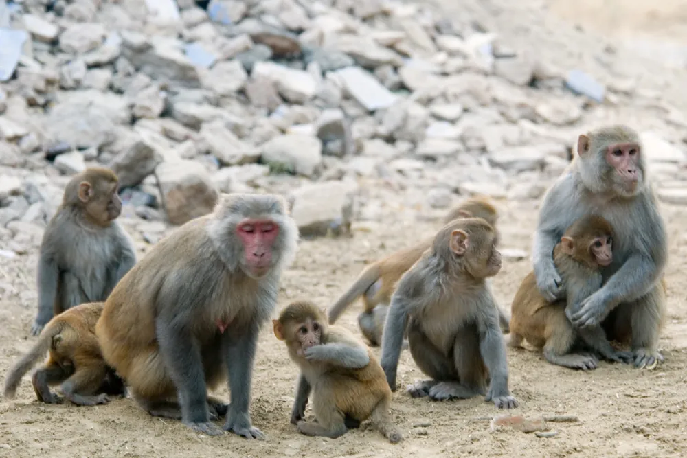 A family group of rhesus monkeys, two adults and several juveniles, are shown sitting and grooming each other on rocky ground.