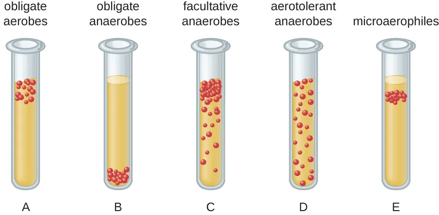 A diagram of bacterial distribution in tubes. Tube A shows obligate aerobes which grow at the top of the tube. Tube B shows obligate anaerobes which grow at the bottom of the tube. Tube C shows facultative anaerobes which grow best at the top but also grow throughout the tube. Tube D shows aerotolerant anaerobes which grow equally well throughout. Tube E shows microaerophiles which grow just below the top of the tube.