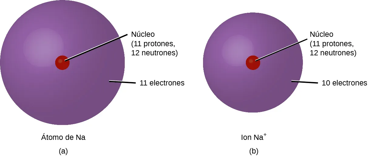 La figura A muestra un átomo de sodio, N a, cuyo núcleo contiene 11 protones y 12 neutrones. La nube de electrones que rodea al átomo contiene 11 electrones. La figura B muestra un ion sodio, N un signo positivo en superíndice. Su núcleo contiene 11 protones y 12 neutrones. La nube de electrones del ion contiene 10 electrones y es más pequeña que la del átomo de sodio de la figura A.