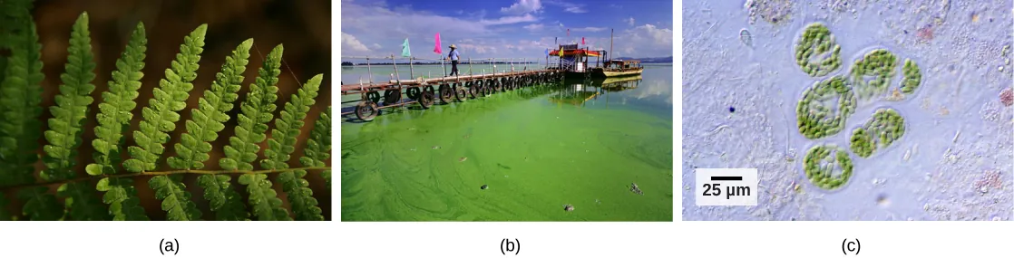 Photo a shows a green fern leaf. Photo b shows a pier protruding into a large body of still water; the water near the pier is colored green with visible algae. Photo c is a micrograph of cyanobacteria.