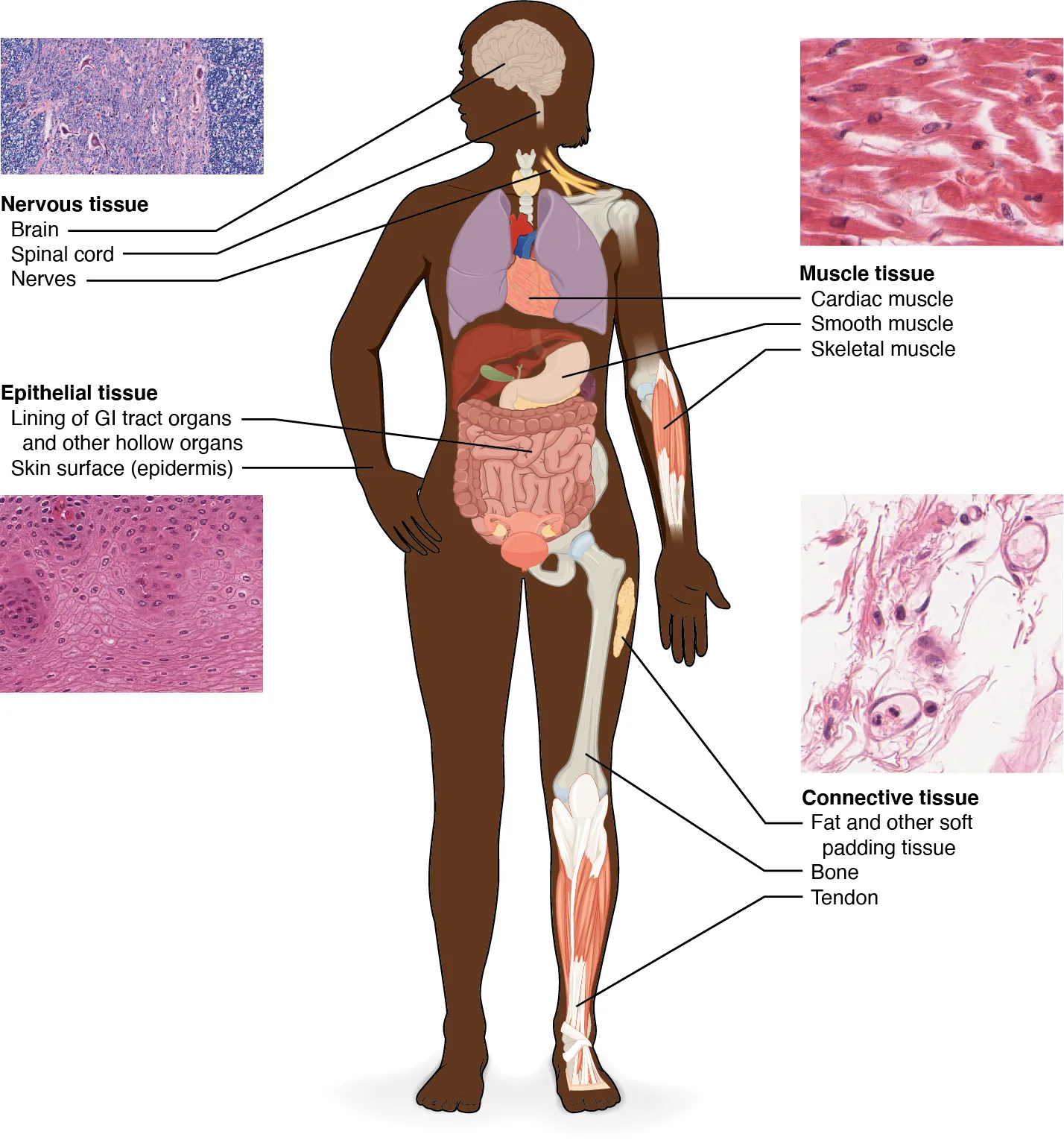 This diagram shows the silhouette of a female surrounded by four micrographs of tissue. Each micrograph has arrows pointing to the organs where that tissue is found. The upper left micrograph shows nervous tissue that is whitish with several large, purple, irregularly-shaped neurons embedded throughout. Nervous tissue is found in the brain, spinal cord and nerves. The upper right micrograph shows muscle tissue that is red with elongated cells and prominent, purple nuclei. Cardiac muscle is found in the heart. Smooth muscle is found in muscular internal organs, such as the stomach. Skeletal muscle is found in parts that are moved voluntarily, such as the arms. The lower left micrograph shows epithelial tissue. This tissue is purple with many round, purple cells with dark purple nuclei. Epithelial tissue is found in the lining of GI tract organs and other hollow organs such as the small intestine. Epithelial tissue also composes the outer layer of the skin, known as the epidermis. Finally, the lower right micrograph shows connective tissue, which is composed of very loosely packed purple cells and fibers. There are large open spaces between clumps of cells and fibers. Connective tissue is found in the leg within fat and other soft padding tissue as well as bones and tendons.