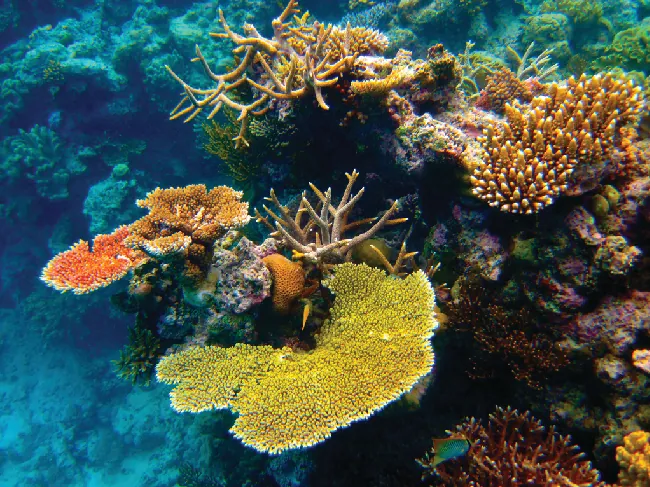 This picture shows colorful underwater corals and anemones in hues of yellow, orange, green, and brown, surrounded by water that appears blue in color.