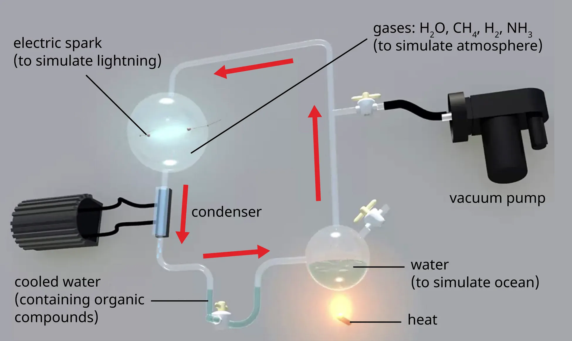 Diagram of the Miller-Urey experiment. A flask of water (to simulate the ocean) is heated. This is connected via glass tubing in a closed loop to: a vacuum pump, a flask containing gases (water, methane, hydrogen, ammonia), and an electric spark (to simulate lightning), and final to a condenser that cools the water. The cooled water contains organic compounds.