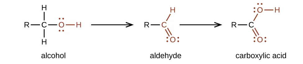 A chemical reaction with two arrows is shown. On the left, an alcohol, indicated with a C atom to which an R group is bonded to the left, H atoms are bonded above and below, and in red, a single bonded O atom with an H atom bonded to the right is shown. Following the first reaction arrow, an aldehyde is shown. This structure is represented with an R group bonded to a red C atom to which an H atom is bonded above and to the right, and an O atom is double bonded below and to the right. Appearing to the right of the second arrow, is a carboxylic acid comprised of an R group bonded to a C atom to which, in red, an O atom is single bonded with an H atom bonded to its right side. A red O is double bonded below and to the right. All O atoms have two pairs of electron dots.