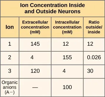 Table showing the ion concentrations of ions numbered 1, 2, and 3 and organic anions outside and inside neurons. Ion 1 has a ratio of outside to inside of 12, ion 2 has a ratio of outside to inside of 0.026, and ion 3 has a ratio of outside to inside of 30.