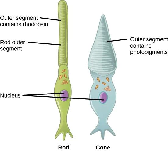 This illustration shows that rods and cones are both long, column-like cells with the nucleus located in the bottom portion. The rod is longer than the cone. The outer segment of the rod contains rhodopsin. The outer segment of the rod contains other photo-pigments. An oil droplet is located beneath the outer segment.