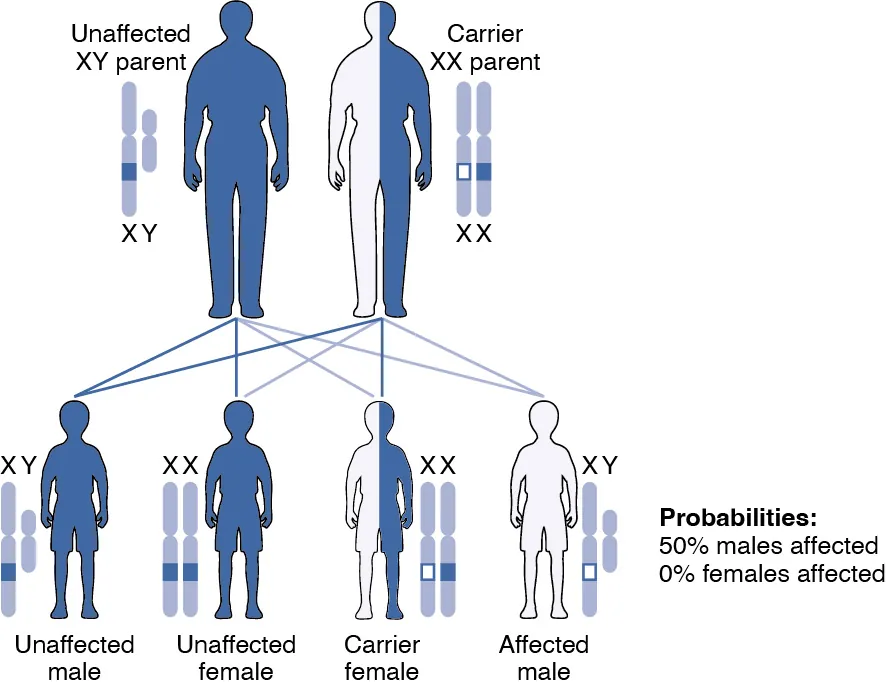 This figure shows the offspring from a carrier mother with the X-linked recessive inheritance.