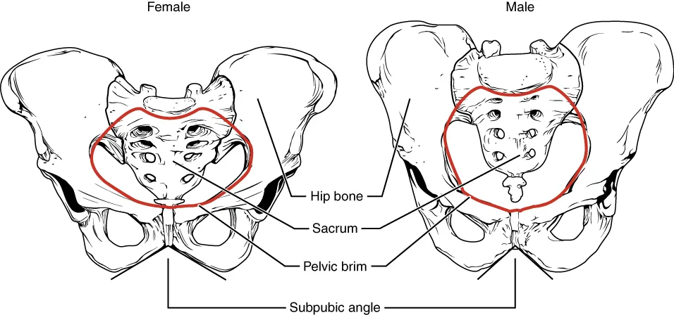 This figure shows the structure of the female pelvic girdle on the left and the male pelvic girdle on the right.