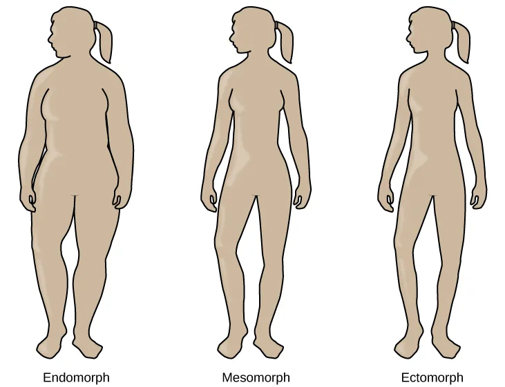 The outlines of three human somatotypes are shown. The first is labeled, “Endomorph,” the second is labeled “Mesomorph,” and the third is labeled “Ectomorph.” Endomorphs are slightly larger than mesomorphs, and ectomorphs are slightly smaller than mesomorphs.