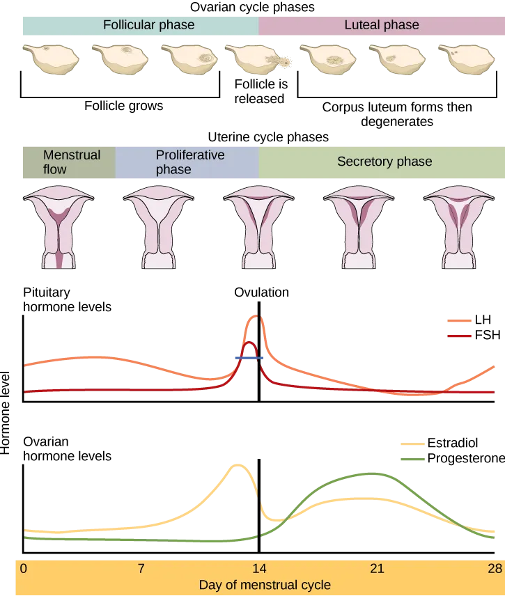 The menstrual cycle encompasses both an ovarian cycle and a uterine cycle. The uterine cycle is divided into menstrual flow, the proliferative phase and the secretory phase. The ovarian cycle is separated into follicular and luteal phases. At day zero the uterine cycle enters the menstrual phase and the ovarian cycle enters the follicular phase. Menstruation begins, and the follicle inside the uterus begins to grow. The level of the pituitary hormone F S H rises slightly, while L H levels remain low. The levels of ovarian hormones estradiol and progesterone remain low. After menses the uterine cycle enters the proliferative phase and the follicle continues to grow. The level of the ovarian hormone estradiol begins to rapidly rise. Toward the end of the proliferative phase, levels of the pituitary hormones F S H and L H rise as well. Around day fourteen, just after the levels of estrogen, progesterone and estradiol reach their peak, ovulation occurs. The follicle ruptures, releasing the oocyte. The ovarian cycle enters the luteal phase. The follicle grows into a corpus luteum and then degenerates. The uterus enters the secretory phase. Progesterone levels increase and estradiol levels, which had dropped after ovulation, increase as well. Toward the end of the secretory phase estrogen and progesterone levels decrease, reaching their baseline levels around day 28. At this point menstruation begins.
