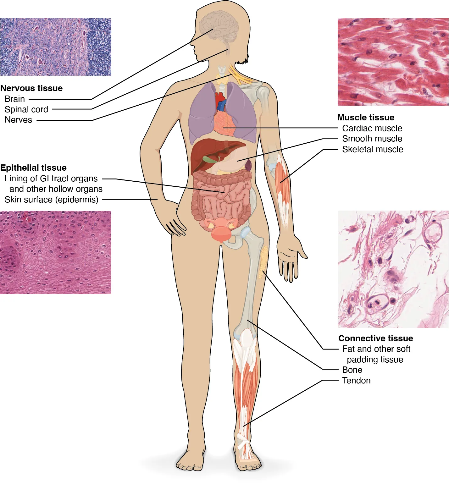 This diagram shows the silhouette of a female surrounded by four micrographs of tissue. Each micrograph has arrows pointing to the organs where that tissue is found. The upper left micrograph shows nervous tissue that is whitish with several large, purple, irregularly-shaped neurons embedded throughout. Nervous tissue is found in the brain, spinal cord and nerves. The upper right micrograph shows muscle tissue that is red with elongated cells and prominent, purple nuclei. Cardiac muscle is found in the heart. Smooth muscle is found in muscular internal organs, such as the stomach. Skeletal muscle is found in parts that are moved voluntarily, such as the arms. The lower left micrograph shows epithelial tissue. This tissue is purple with many round, purple cells with dark purple nuclei. Epithelial tissue is found in the lining of GI tract organs and other hollow organs such as the small intestine. Epithelial tissue also composes the outer layer of the skin, known as the epidermis. Finally, the lower right micrograph shows connective tissue, which is composed of very loosely packed purple cells and fibers. There are large open spaces between clumps of cells and fibers. Connective tissue is found in the leg within fat and other soft padding tissue as well as bones and tendons.