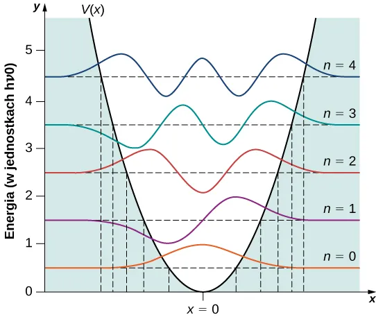 Pokazane są harmoniczne potencjały V od x and funkcje falowe dla n=0 aż do n=4 stanu kwantowego potencjału. Każda funkcja falowa jest rozmieszczona pionowo ze swą pionową energią, wynikami pomiarów w jednostkach h nu sub zero. Pionowa skala energii biegnie od zera do 5. Potencjał V od x is otwartą ku górze parabolą, ze środkiem w punkcie równym zero na x = 0. Obszar leżący poniżej krzywej, poza potencjałem jest zacieniowany. Poziomy energetyczne są oznaczone poziomo linią dashed lines i są regularnie przedzielone energiami o zakresach 0.5, 1.2, 2.5, 3.5 and 4.5 h nu sub 0. Jest także zaznaczony stan dla n=0. Jest symetryczny, dodatni, ze szczytem w x=0. Dodany jest stan n = 1. Jest ujemny dla x mniej niż zero, dodatni dla x większych niż zero, oraz w początku układu. Posiada jedno ujemne minimum i jedno dodatnie minimum. W stanie n=2 wykres jest symetryczny z, ujemnym minimum w x=0 dwóch dodatnich maksimach, jednym dodatnim x i drugim na ujemnym. W stanie n = 3 wykres jest zero w środku układu. Posiada od lewej do prawej ujemne minimum di dodatnie maksimum a lewo od środka układu, następnie dodatnie maksimum i ujemne minimum na prawo od środka układu. W stanie n=4 wykres ma maksimum w środku układu, ujemne minimum po drugiej stronie i dodatnie maksimum poza minimami. Wszystkie stany są wyraźnie niezerowe w obszarze zacieniowanym i zdążają asymptotycznie do zera jak x zdąża do plus i minus nieskończoności. Minima i maksima znajdują się wszystkie wewnątrz potencjału w obszarze niezacieniowanym. Pionowa linia kreskowana pokazuje wartości x, gdzie potencjał jest równy energii stanu, to jest gdzie przerywana linia pozioma przecina się z krzywą V od x .