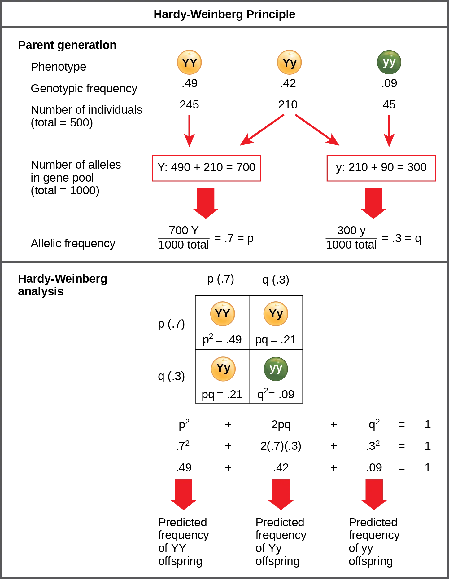 The Hardy-Weinberg principle is used to predict the genotypic distribution of offspring in a given population. In the example given, pea plants have two different alleles for pea color. The dominant capital Y allele results in yellow pea color, and the recessive small y allele results in green pea color. The distribution of individuals in a population of 500 is given. Of the 500 individuals, 245 are homozygous dominant (capital Y capital Y) and produce yellow peas. 210 are heterozygous (capital Y small y) and also produce yellow peas. 45 are homozygous recessive (small y small y) and produce green peas. The frequencies of homozygous dominant, heterozygous, and homozygous recessive individuals are 0.49, 0.42, and 0.09, respectively. Each of the 500 individuals provides two alleles to the gene pool, or 1000 total. The 245 homozygous dominant individuals provide two capital Y alleles to the gene pool, or 490 total. The 210 heterozygous individuals provide 210 capital Y and 210 small y alleles to the gene pool. The 45 homozygous recessive individuals provide two small y alleles to the gene pool, or 90 total. The number of capital Y alleles is 490 from homozygous dominant individuals plus 210 from homozygous recessive individuals, or 700 total. The number of small y alleles is 210 from heterozygous individuals plus 90 from homozygous recessive individuals, or 300 total. The allelic frequency is calculated by dividing the number of each allele by the total number of alleles in the gene pool. For the capital Y allele, the allelic frequency is 700 divided by 1000, or 0.7; this allelic frequency is called p. For the small y allele the allelic frequency is 300 divided by 1000, or 0.3; the allelic frequency is called q. Hardy-Weinberg analysis is used to determine the genotypic frequency in the offspring. The Hardy-Wienberg equation is p-squared plus 2pq plus q-squared equals 1. For the population given, the frequency is 0.7-squared plus 2 times .7 times .3 plus .3-squared equals one. The value for p-squared, 0.49, is the predicted frequency of homozygous dominant (capital Y capital Y) individuals. The value for 2pq, 0.42, is the predicted frequency of heterozygous (capital Y small y) individuals. The value for q-squared, .09, is the predicted frequency of homozygous recessive individuals. Note that the predicted frequency of genotypes in the offspring is the same as the frequency of genotypes in the parent population. If all the genotypic frequencies, .49 plus .42 plus .09, are added together, the result is one 