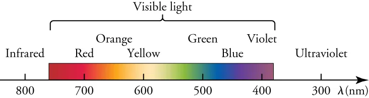 This diagram focuses on the visible section of the electromagnetic spectrum. A horizontal arrow represents wavelengths of light decreasing from left to right. The arrow is calibrated with numbers ranging from 800 on the left to 300 on the right, and the line is labeled with the Greek letter lambda, followed by the letters n m in parentheses. Above the arrow is a colored band stretching from about 760 up to about 420. The band, labeled as “Visible light”, shows colors labeled as “Red”, “Orange”, “Yellow”, “Green”, “Blue”, and “Violet”. To the left of the band is a region labeled as “Infrared”, above the 800 mark. To the right of the band is a region labeled as “Ultraviolet”, above the 300 mark.