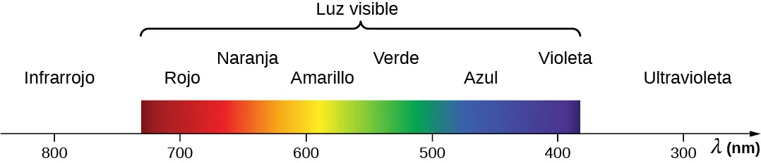La figura muestra la longitud de onda en nanómetros en un eje. La longitud de onda de 800 nm se denomina infrarrojo. El espectro de luz visible va del rojo a 700 nm al violeta a 400 nm. Los colores del arco iris se ven en el medio. El ultravioleta está a 300 nm.