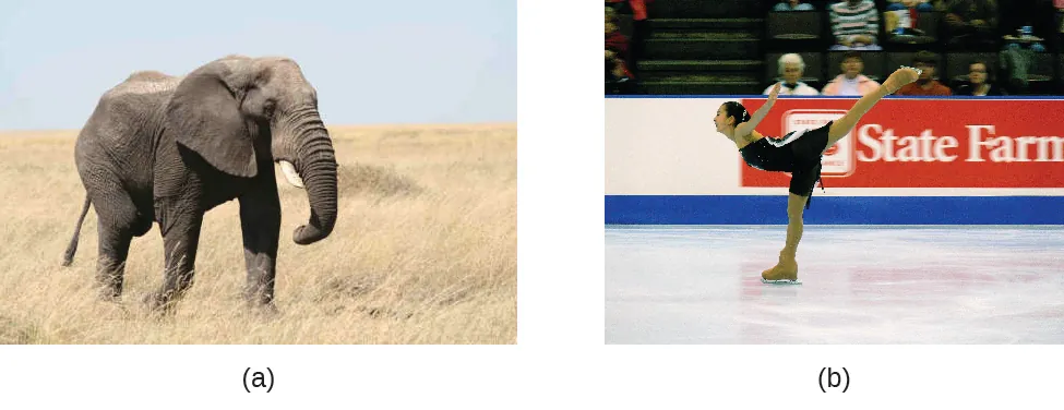 Esta figura incluye dos fotografías. La figura a es una foto de un gran elefante gris sobre un terreno herboso color arena. La figura b es una foto de una patinadora artística con su patín derecho sobre el hielo, la parte superior del torso bajada, los brazos extendidos hacia arriba por detrás del pecho y la pierna izquierda extendida hacia arriba por detrás.