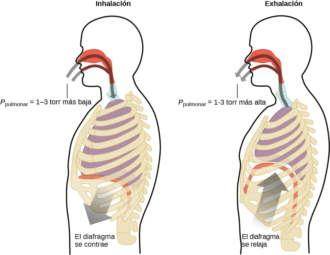 Esta figura contiene dos diagramas de una sección transversal de la cabeza y el torso humanos. El primer diagrama de la izquierda se titula "Inspiración". Muestra flechas curvas en gris que se dirigen a los pulmones a través de las fosas nasales y la boca. Una flecha apunta hacia abajo desde el diafragma, que es relativamente plano, justo debajo de los pulmones. Esta flecha está marcada como "El diafragma se contrae". En la entrada de la boca y de las fosas nasales, se coloca una marca de P subíndice pulmones igual a 1 - 3 torr inferior". El segundo diagrama, similar, marcado como "Expiración", invierte la dirección de ambas flechas. Las flechas se extienden desde los pulmones hacia fuera a través de las fosas nasales y la boca. Del mismo modo, una flecha apunta hacia el diafragma, mostrando un diafragma curvado y unos pulmones de tamaño reducido respecto a la imagen anterior. Esta flecha está marcada como "El diafragma se relaja". En la entrada de la boca y de las fosas nasales, se coloca una marca de P subíndice pulmones igual a 1 - 3 torr más alto".