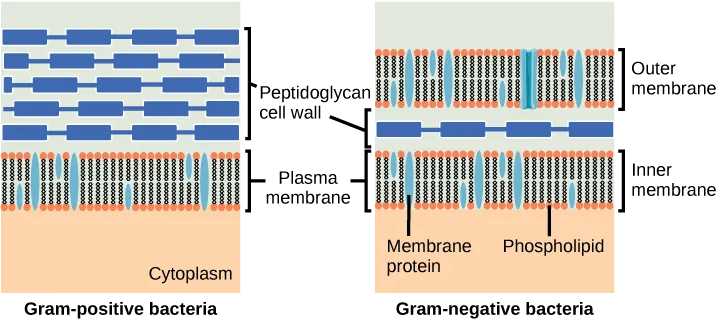 This illustration compares Gram-positive to Gram-negative bacterial cell walls. The Gram-positive image on the left shows, from bottom to top: the cytoplasm, a plasma membrane bilayer with phospholipids and membrane proteins, and a thick cell wall with several layers of peptidoglycans. The Gram-negative image on the right shows, from bottom to top: the cytoplasm, a plasma membrane bilayer with phospholipids and membrane proteins, a thin cell wall with one layer of peptidoglycans, and an outer plasma membrane bilayer.