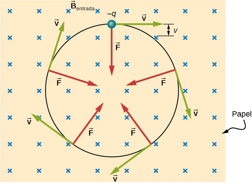 Ilustración del movimiento de una partícula cargada en un campo magnético uniforme. El campo magnético apunta hacia la página. La partícula es negativa y se mueve en un círculo en el sentido de las agujas del reloj. Su velocidad es tangente al círculo y la fuerza apunta hacia el centro del círculo en todo momento.