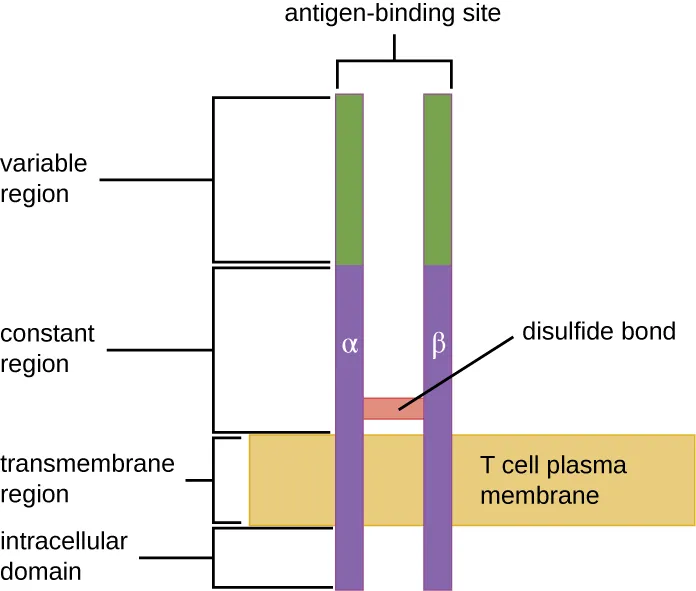 Drawing of a two bars spanning the T cell plasma membrane. On one side of the membrane is the intracellular domain. The transmembrane region spans the membrane. The constant region is outside the membrane; a disulfide bond holds these two bars together in the constant region. The variable region is at the top and contains the antigen binding sites.
