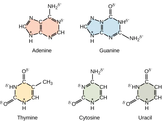  Five molecules are shown. The first one is labeled Adenine and begins with a H C double lines N single line C single line C single line N H 2 double lines N single line C H double line N single line C single line N H asterisk single line beginning H C. The second molecule is labeled Guanine and begins with H C double line N single line N single line C double line O single line N H single line C single line N H 2 double line N single line C single line N H single line H C. The third molecule is labeled Thymine and begins with O double line C single line H N single line C double line O single line C single line C H 3 double line C H single line N H. The fourth molecule is labeled Cytosine and begins with O double line C single line N double line C single line N H 2 single line C H double line C H single line N H single line C. The fifth molecule is labeled Uracil and begins with O double line C single line H N single line C double line O single line C H double line C H single line N H single line C.