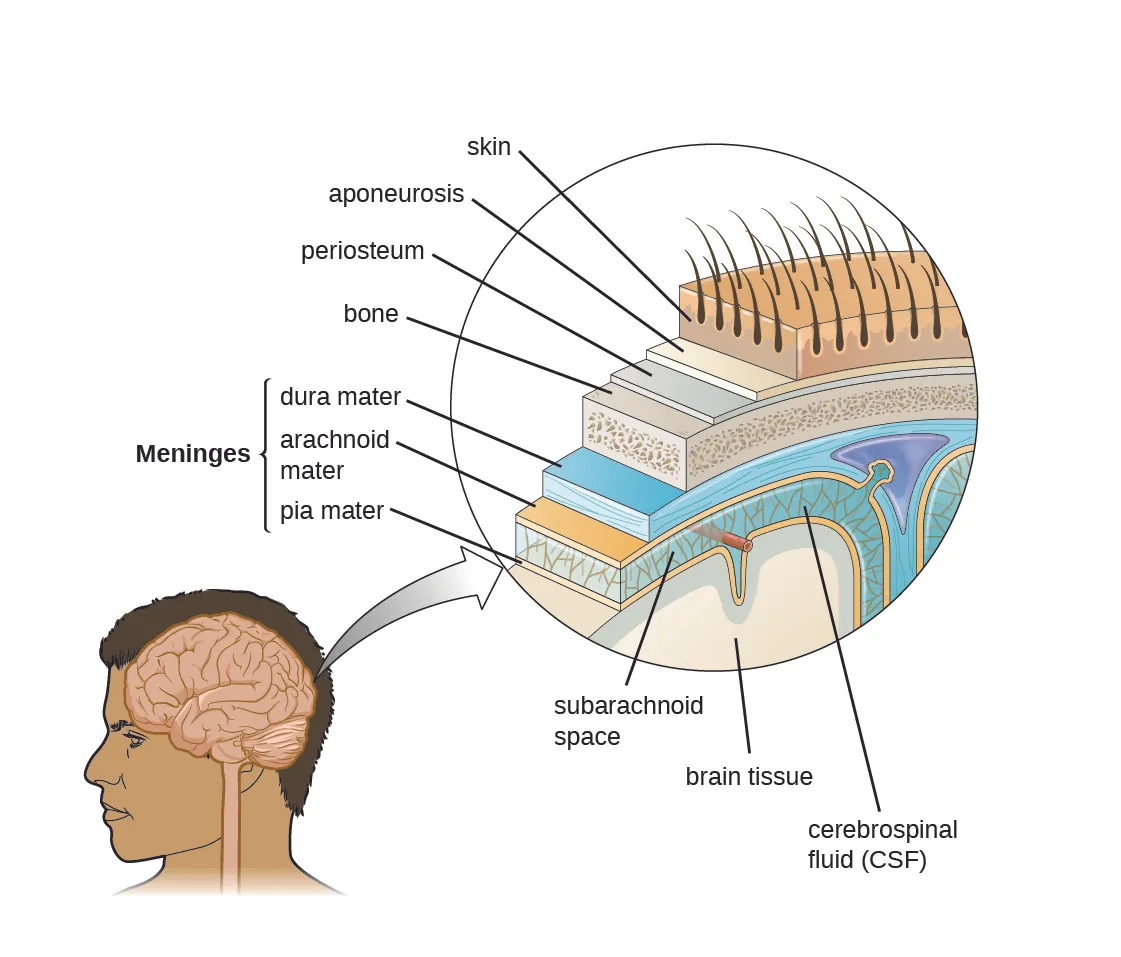 Diagram of layers around the brain. The pia mater is a thin covering that is on the surface of the brain. Around that is cerebrospinal fluid (CSF), a region that contains blood vessels. The arachnoid maintains this space. The dura mater is the next layer out and is thick. These three layers (dura mater, arachnoid, and pia mater) make up the meninges. The next layer out is bone. The next layer is a thn periosteum, then a thin aponeurosis, and finally skin.