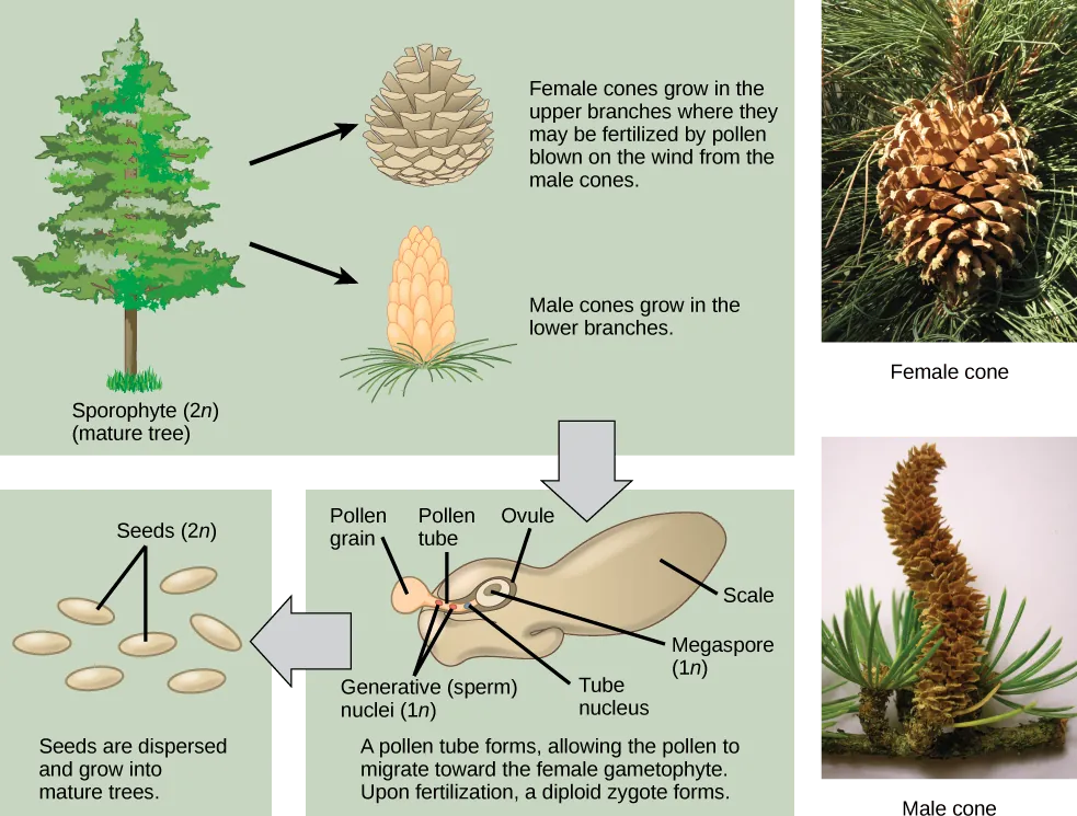  The conifer life cycle begins with a mature tree, which is called a sporophyte and is diploid (2n). The tree produces male cones in the lower branches, and female cones in the upper branches. The male cones produce pollen grains that contain two generative (sperm) nuclei and a tube nucleus. When the pollen lands on a female scale, a pollen tube grows toward the female gametophyte, which consists of an ovule containing the megaspore. Upon fertilization, a diploid zygote forms. The resulting seeds are dispersed, and grow into a mature tree, ending the cycle. Both the male and female cone are made up of rows of scales, but the male the female cone is round and wide, and the male cone is long and thin with thinner scales.