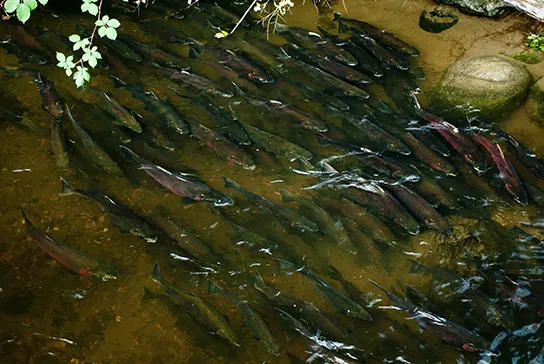 Photo shows many salmon swimming up a shallow creek.