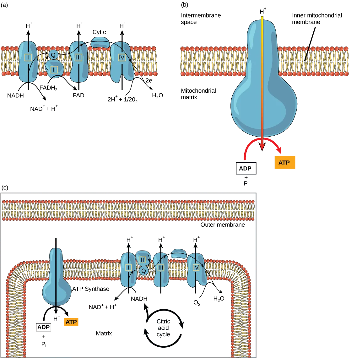 Part a: This illustration shows the electron transport chain embedded in the inner mitochondrial membrane. The electron transport chain consists of four electron complexes. Complex I oxidizes NADH to NAD+ and simultaneously pumps a proton across the membrane into the intermembrane space. The two electrons released from NADH are shuttled to coenzyme Q, then to complex III, to cytochrome c, to complex IV, then to molecular oxygen. In the process, two more protons are pumped across the membrane into the intermembrane space, and molecular oxygen is reduced to form water. Complex II removes two electrons from FADH2, thereby forming FAD. The electrons are shuttled to coenzyme Q, then to complex III, cytochrome c, complex I, and molecular oxygen as in the case of NADH oxidation. Part b: This illustration shows an ATP synthase enzyme embedded in the inner mitochondrial membrane. ATP synthase allows protons to move from an area of high concentration in the intermembrane space to an area of low concentration in the mitochondrial matrix. The energy derived from this exergonic process is used to synthesize ATP from ADP and inorganic phosphate. Part c: This illustration shows the electron transport chain and ATP synthase enzyme embedded in the inner mitochondrial membrane, and the citric acid cycle in the mitochondrial matrix. The citric acid cycle feeds NADH and FADH2 into the electron transport chain. The electron transport chain oxidizes these substrates and, in the process, pumps protons into the intermembrane space. ATP synthase allows protons to leak back into the matrix and synthesizes ATP. 