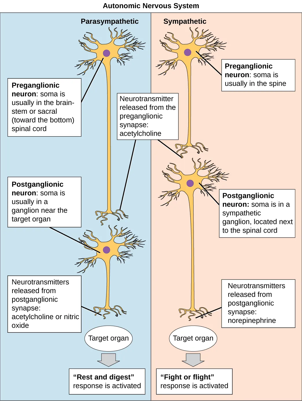 The autonomic nervous system is divided into sympathetic and parasympathetic systems. In the sympathetic system, the soma of the preganglionic neurons is usually located in the spine while in the parasympathetic system the soma is usually in the brainstem or sacral, at the bottom of the spine. In both systems, the preganglionic neuron releases the neurotransmitter acetylcholine into the synapse. Postganglionic neurons of the sympathetic system have somas in a sympathetic ganglion, located next to the spinal cord. Postganglionic neurons of the parasympathetic system have somas in ganglions near the target organ. Postganglionic neurons of the sympathetic system release norepinephrine into the synapse, in which the fight or flight response is activated; while postganglionic neurons of the parasympathetic system release acetylcholine or nitric oxide, in which the rest and digest response is activated.