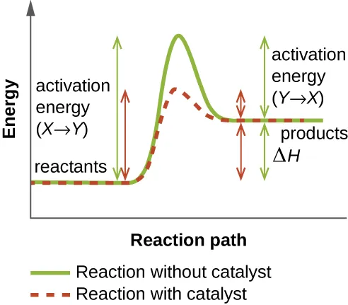 A graph with reaction path on the X axis and energy on the Y axis. A green line shows the reaction without a catalyst. This line starts flat at first and then increases. The flat portion is labeled reactants. The level of this increase is the activation energy (X to Y). The line then drops to a point above where the reactant line was; this new flat line is labeled products. The distance from the products to the peak of the graph is labeled activation energy (Y to X). The difference between the height of the reactants and the products is delta H. A red line shows this same reaction with a catalyst. The reactant and product levels are identical to the green line, but the height of the peak is much lower indicating decreased activation energy.