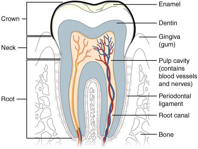 This diagram shows a cross-section of a human tooth elucidating its structure. The major parts of the tooth along with the blood vessels are shown.
