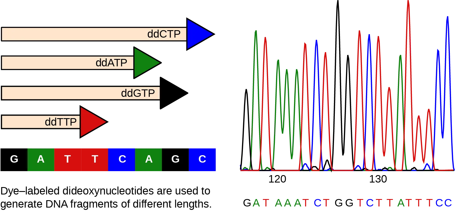 The left part of this illustration shows a parent strand of D N A with the sequence G A T T C A G C, and four daughter strands, each of which was made in the presence of a different dideoxynucleotide: lower case d lower case d upper case A upper case T upper case P, and lower case d lower case d upper case C upper case T upper case P, and lower d lower d upper G upper T upper P, or lower d lower d upper T upper T upper P. The growing chain terminates when a lower d lower d upper N T P is incorporated, resulting in daughter strands of different lengths. The right part of this image shows the separation of the D N A fragments on the basis of size. Each lower d lower d upper N T P is fluorescently labeled with a different color so that the sequence can be read by the size of each fragment and its color.