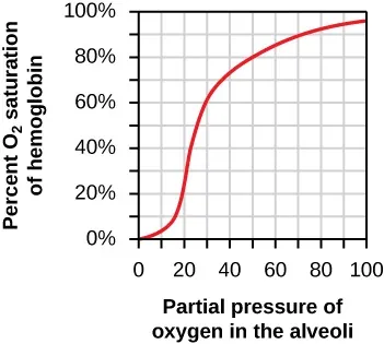 The graph below shows an oxygen dissociation curve for hemoglobin. Based on the graph, describe the relationship between the hemoglobin’s affinity for oxygen, the percent O2 saturation of hemoglobin, and the availability of oxygen in the air.