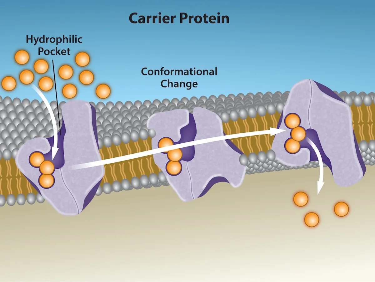 This illustration shows a carrier protein embedded in the membrane with an opening that initially faces the extracellular surface, labeled the hydrophilic pocket. After a substance binds the carrier, it changes shape so that the opening faces the cytoplasm. The change id labeled conformational change. After the newly, and the substance is released.