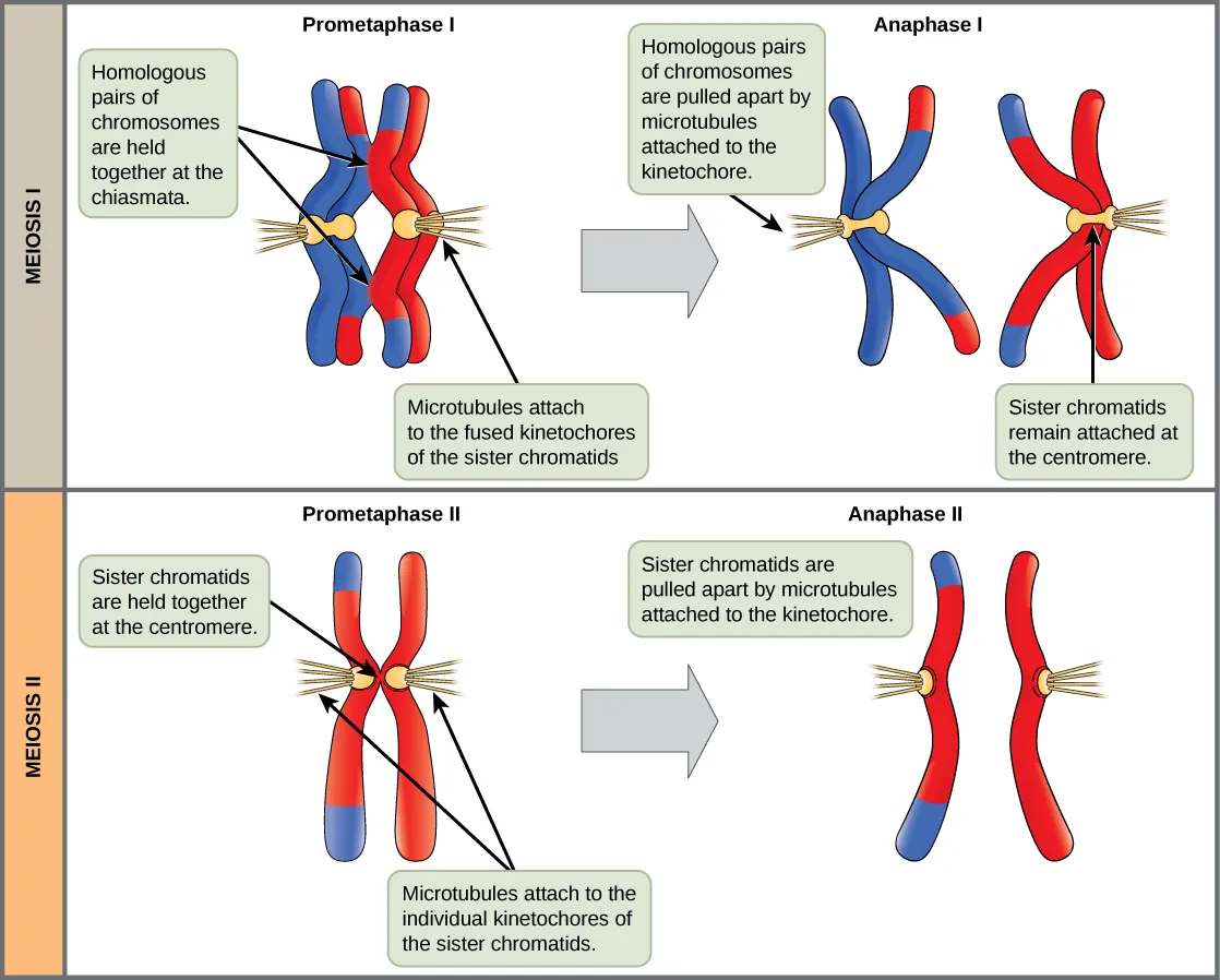 This illustration compares chromosome alignment in meiosis I and meiosis II. In prometaphase I, homologous pairs of chromosomes are held together by chiasmata. In anaphase I, the homologous pair separates and the connections at the chiasmata are broken, but the sister chromatids remain attached at the centromere. In prometaphase II, the sister chromatids are held together at the centromere. In anaphase II, the centromere connections are broken and the sister chromatids separate.