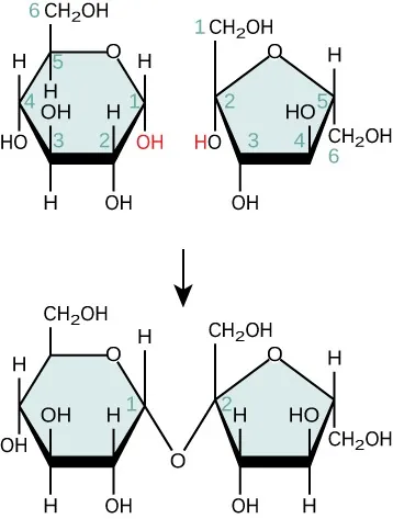 Two six carbon rings with hydroxyl groups are shown. The hydroxyl group on one is highlighted red, the hydrogen of a hydroxyl group of the other is highlighted red. An arrow points to two five carbon rings connected by an oxygen.