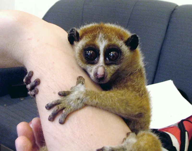 Small primate with huge eyes gripping a person’s wrist.