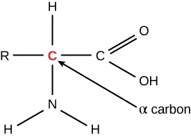A molecule is shown and the structure is as follows. An R atom is bound to a red C atom with a single line. The C atom is bound by a single line to an H atom an N atom bound by 2 single lines to individual H atoms and another C atom. The C atom is attached to an O atom with double lines and an O H atom with a single lines. There is an arrow from the center red C atom to an alpha carbon label. 