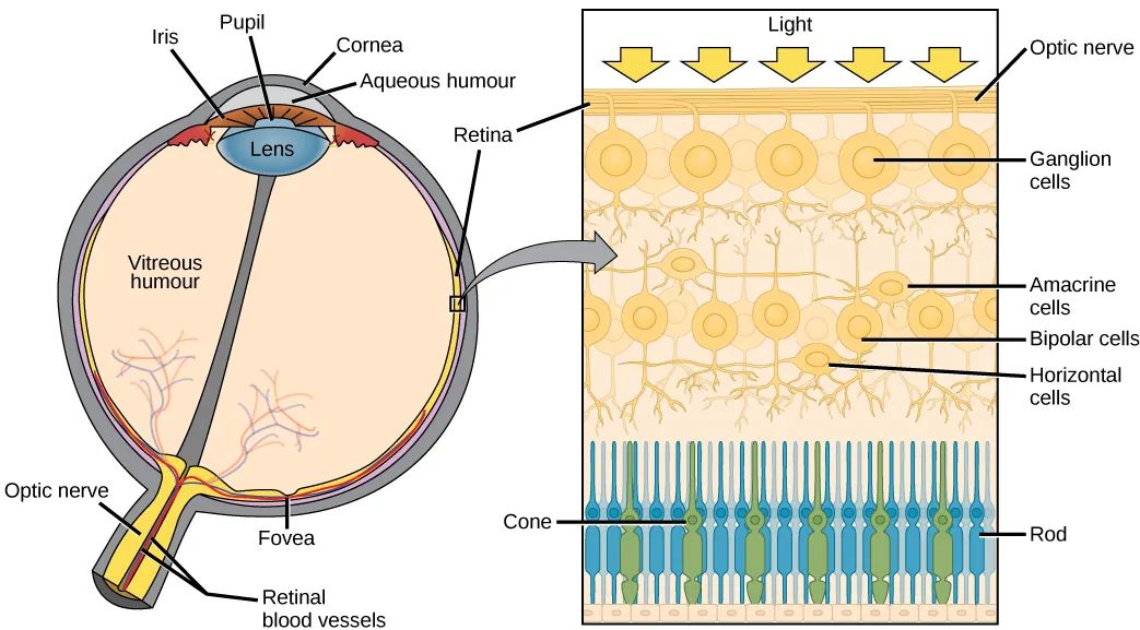 The left illustration shows a human eye, which is round and filled with vitreous humour. The optic nerve and retinal blood vessels exit the back of the eye. At the front of the eye is the lens with a pupil in the middle. The lens is covered by the iris, which in turn is covered by the cornea. The aqueous humour is a gel-like substance between the cornea and iris. The retina is the lining of the inner eye. A second illustration is a blowup which shows that the optic nerve is at the surface of the retina. Beneath the optic nerve is a layer of ganglion cells, and beneath this is a layer of bipolar cells. Both ganglia and bipolar cells are nerve cells with root-like appendages. Beneath the bipolar cell layer are the rods and cones. Rods and cones are similar in structure and column-like.