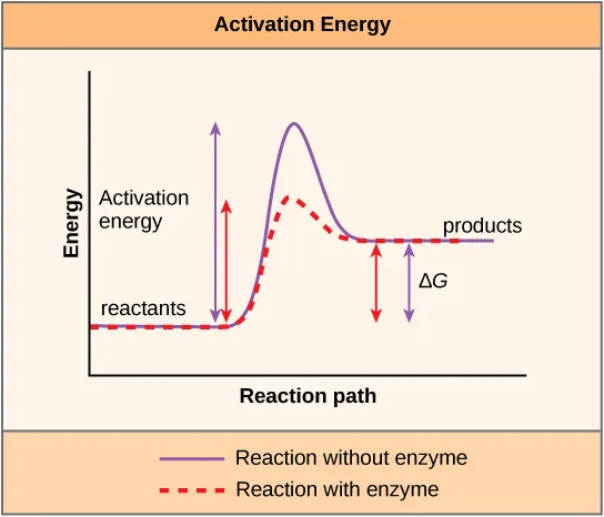 This plot shows that a catalyst decreases the activation energy for a reaction but does not change the Gibbs free energy.