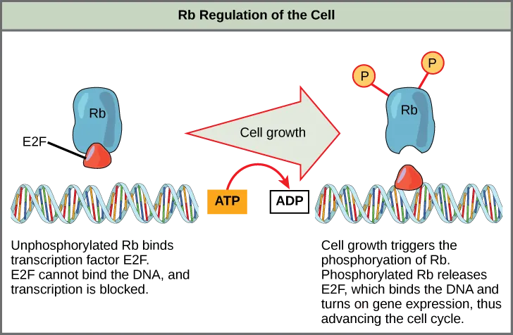 This illustration shows the regulation of the cell cycle by the Rb protein. Unphosphorylated Rb binds the transcription factor E2F. E2F cannot bind the DNA, and transcription is blocked. Cell growth triggers the phosphorylation of Rb. Phosphorylated Rb releases E2F, which binds the DNA and turns on gene expression, thus advancing the cell cycle.