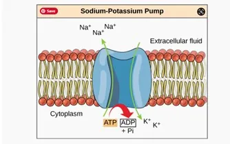 This illustration shows the sodium-potassium pump embedded in the cell membrane. A T P hydrolysis catalyzes a conformational change in the pump that allows sodium ions to move from the cytoplasmic side to the extracellular side of the membrane, and potassium ions to move from the extracellular side to the cytoplasmic side of the membrane as well.