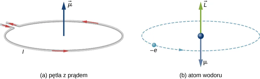 Figura (a) pokazuje pętlę z prądem. Prąd o natężeniu I płynie w kierunku przeciwnym do ruchu wskazówek zegara, jeśli patrzymy na rysunek z góry. Wektor mi skierowany jest w górę i umiejscowiony jest w środku pętli. Figura (b) pokazuje atom wodoru jako elektron, mający postać kuleczki opisanej jako minus e, wirującej po orbicie przeciwnie do ruchu wskazówek zegara, jeśli rysunek oglądany jest z góry. Kuleczka, wektor mi skierowany w dół oraz wektor L skierowany w górę znajdują się w centrum orbity.