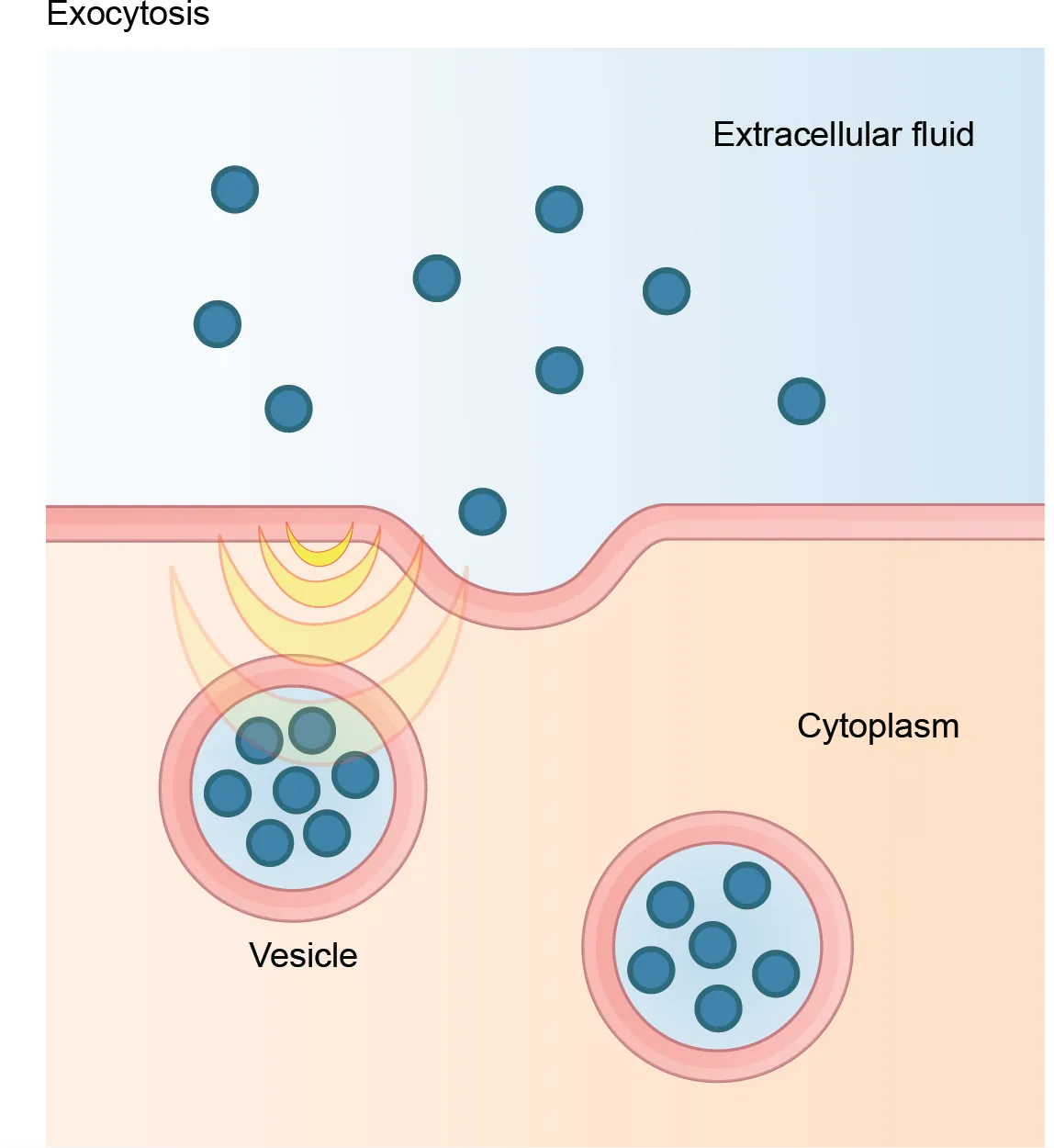 This illustration shows vesicles fusing with the plasma membrane and releasing their contents to the extracellular fluid.
