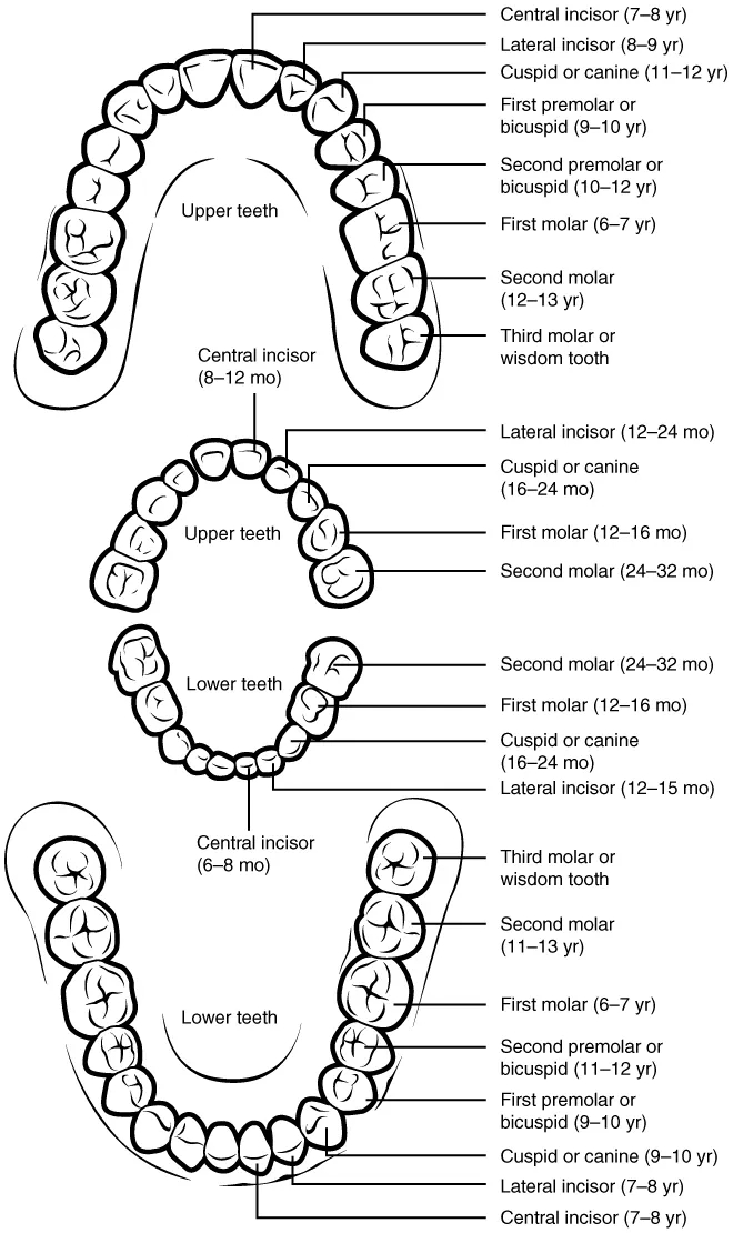 This diagram shows the arrangement of permanent and deciduous teeth in human. The permanent teeth are labeled along with the average age at which they emerge. An inset shows the arrangement of the deciduous teeth, with the age at which they emerge listed.
