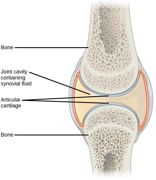 Illustration shows a synovial joint between two bones. An I beam shaped synovial cavity exists between the bones, and articular cartilage wraps around the tips of the bones.  The joint cavity contains synovial fluid. Ligaments connect the two bones together.